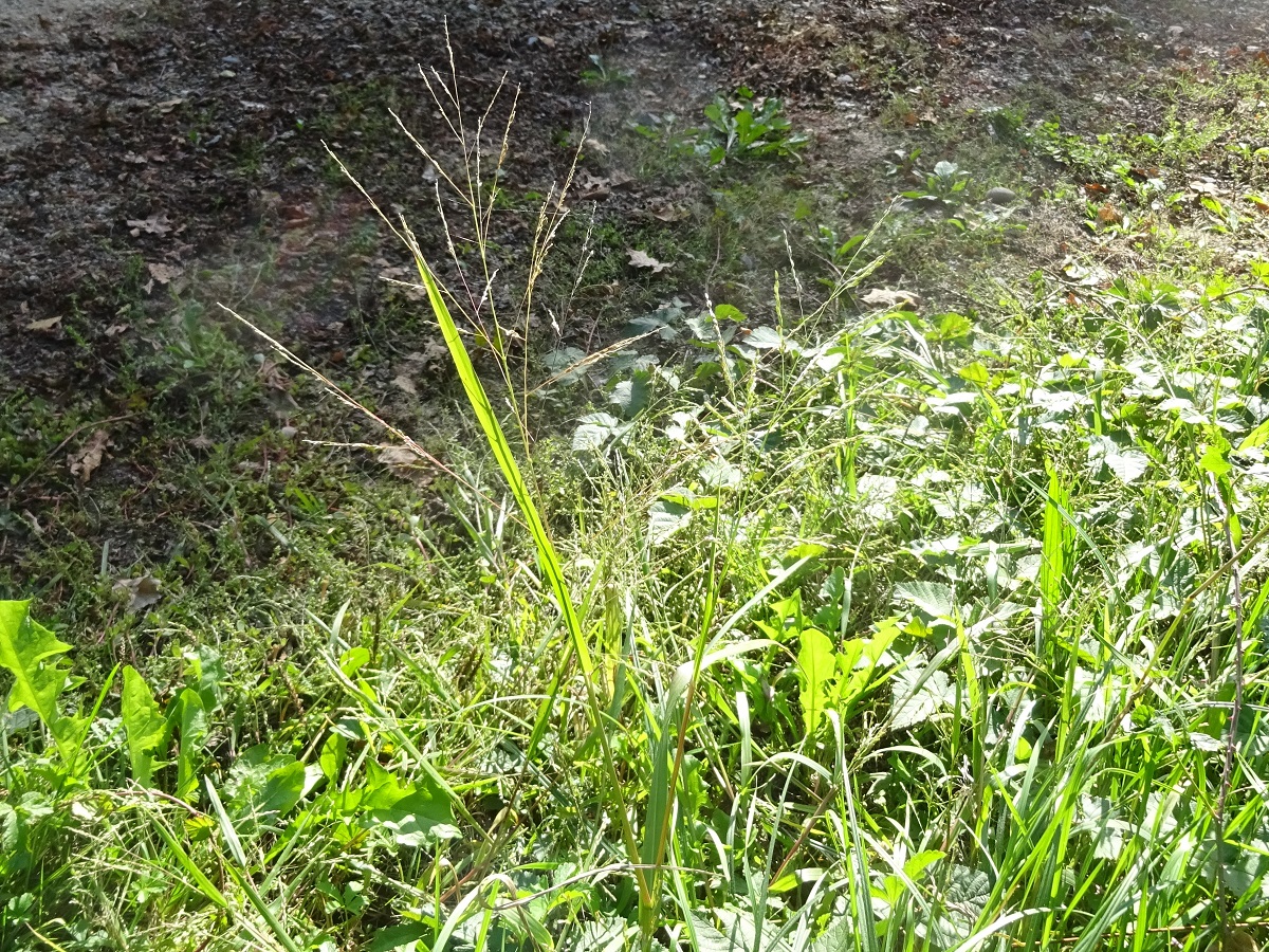 Panicum dichotomiflorum (Poaceae)